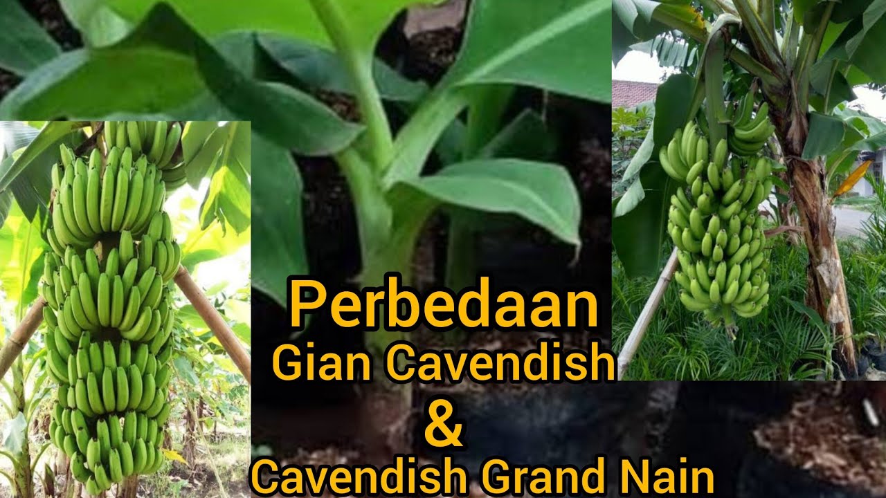 Perbedaan Tanaman Pisang Giant Cavendish dan Cavendish Grand Nain