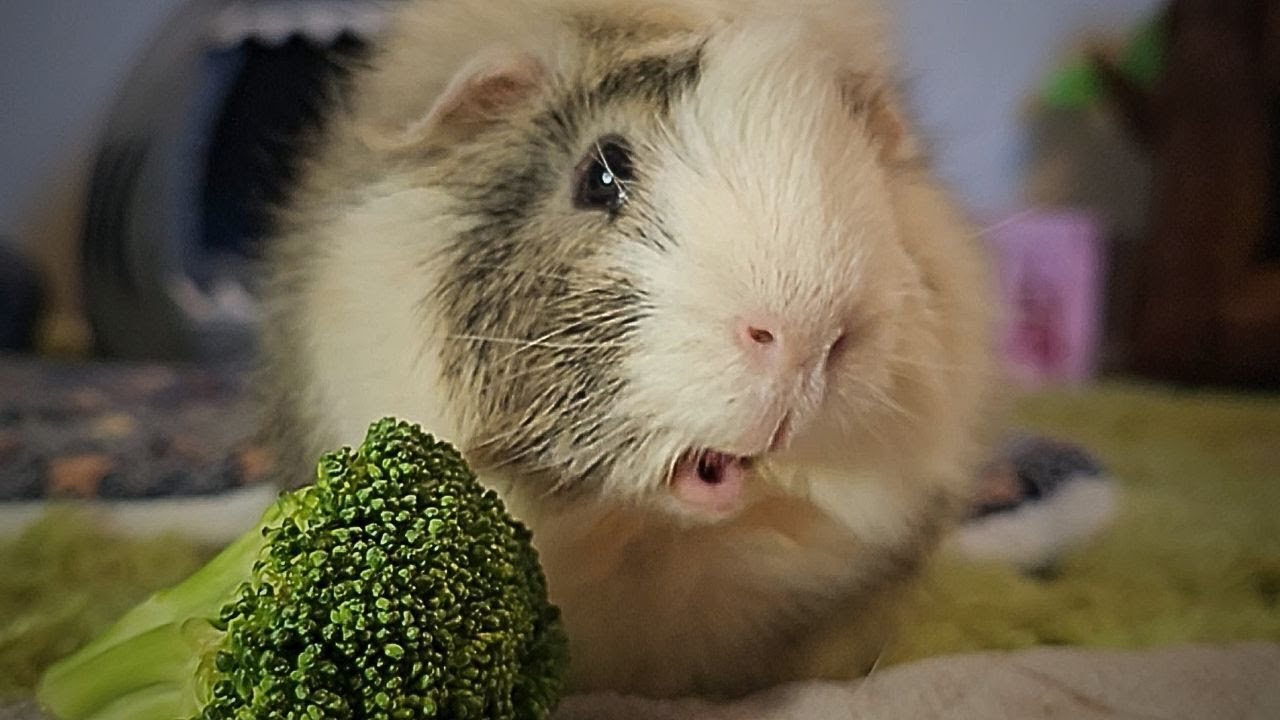 It's Broccoli Time