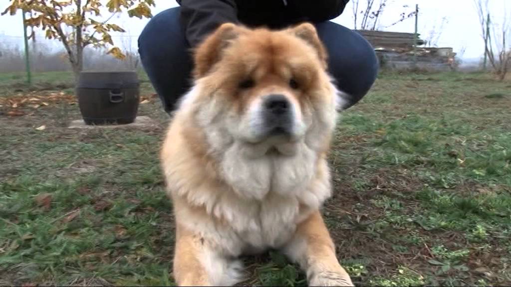 Chow chow - Panda Zulu Guru Kennel