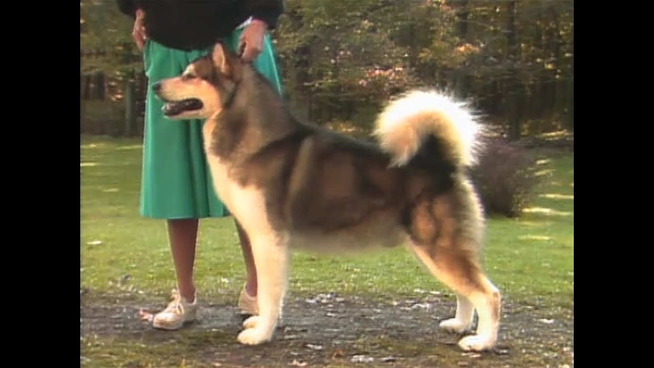 Alaskan Malamute AKC Dog breed series