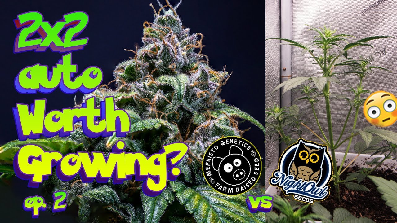 ARE AUTOS WORTH GROWING?  - Mephisto vs Nightowl 2X2 EP2 #seedtoharvest