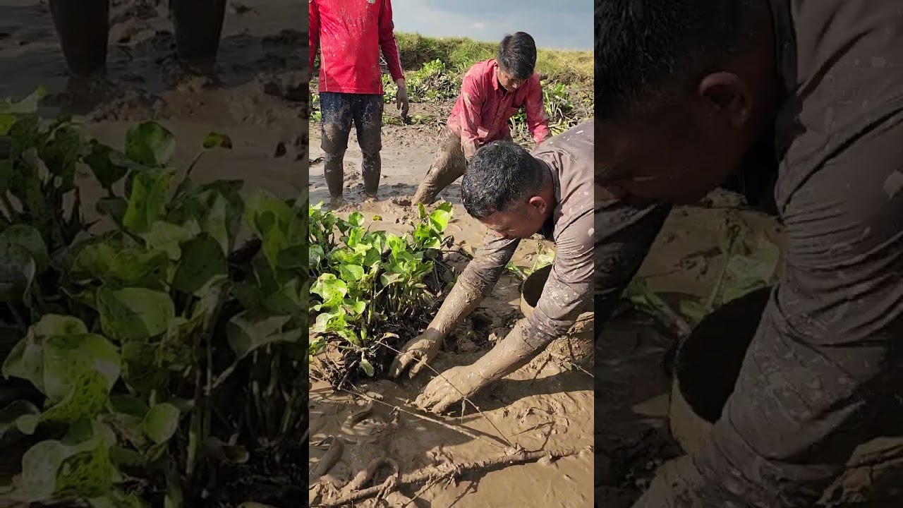 ត្រីស្រែធម្មជាតិ - Fishing in farm