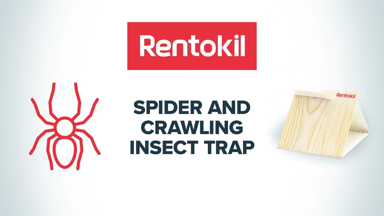 Rentokil DIY Spider Trap