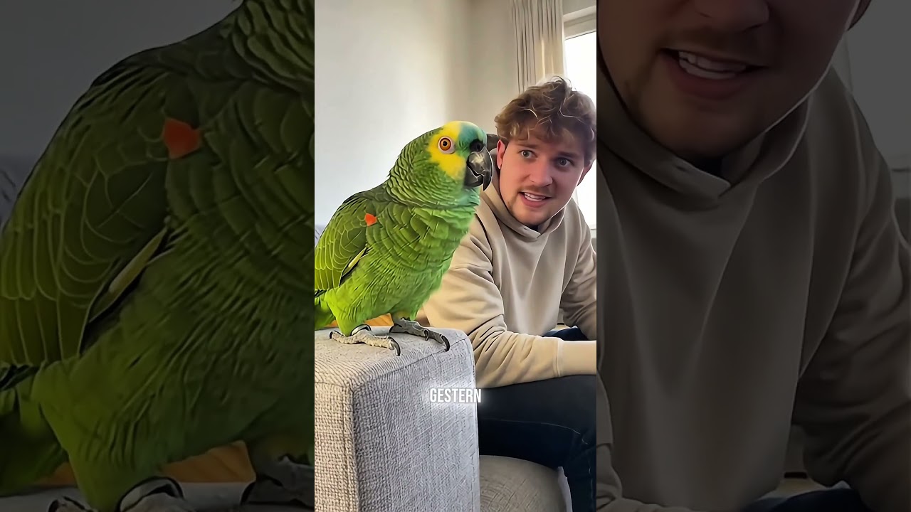 Lustiger Papagei 😂🦜 #papagei #funny #comedy #lustig #witzig