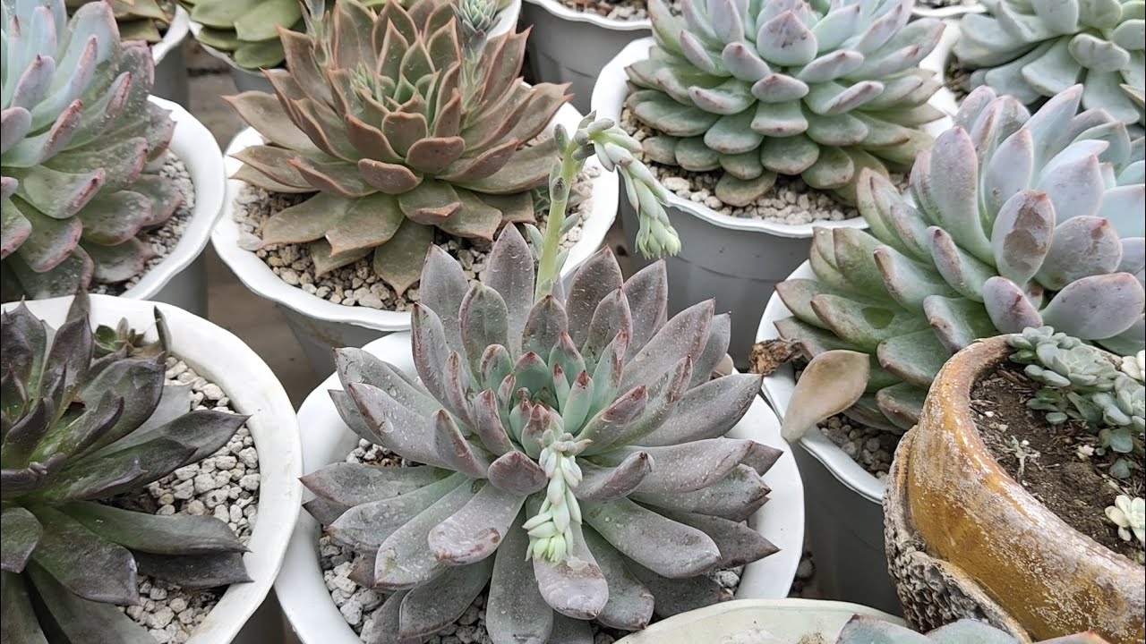 Succulent Update..||•May mga babies na agad ang mga pinugutan! 