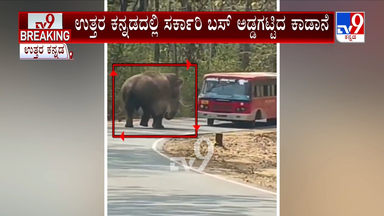 Wild Elephant Blocks KSRTC Bus At UttaraKannada: ಉತ್ತರ ಕನ್ನಡದಲ್ಲಿ ಸರ್ಕಾರಿ ಬಸ್ ಅಡ್ಡಗಟ್ಟಿದ ಕಾಡಾನೆ