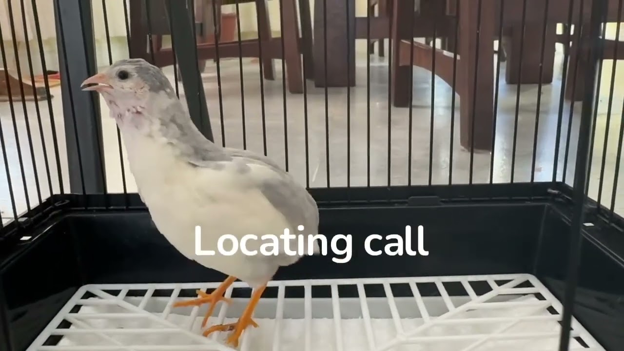 Button quail male sounds (mating call, locating call, feeder call)