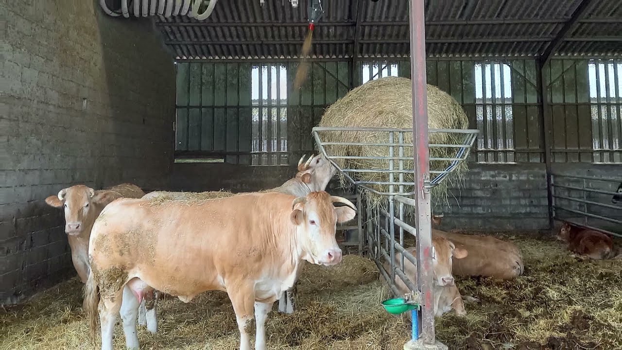 Démonstration de paillage en bâtiments herbivores