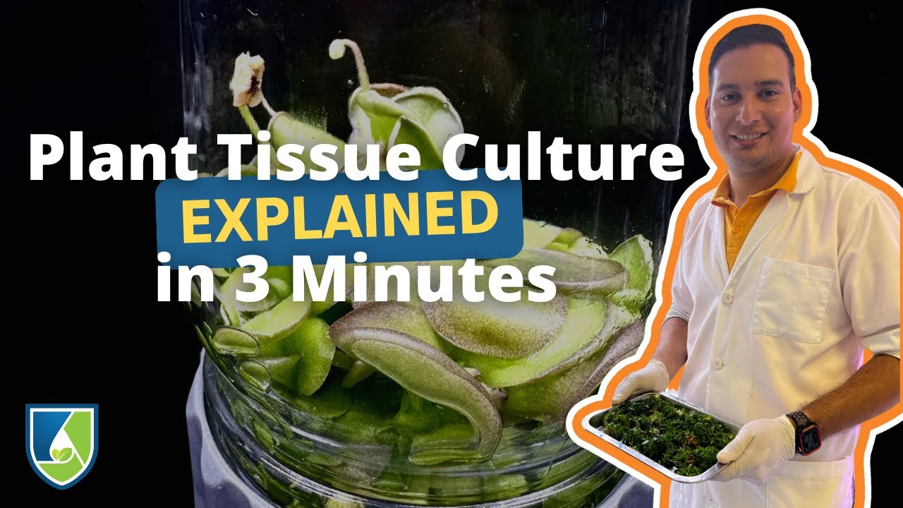 What is Plant Tissue Culture? Explained in 3 Minutes!