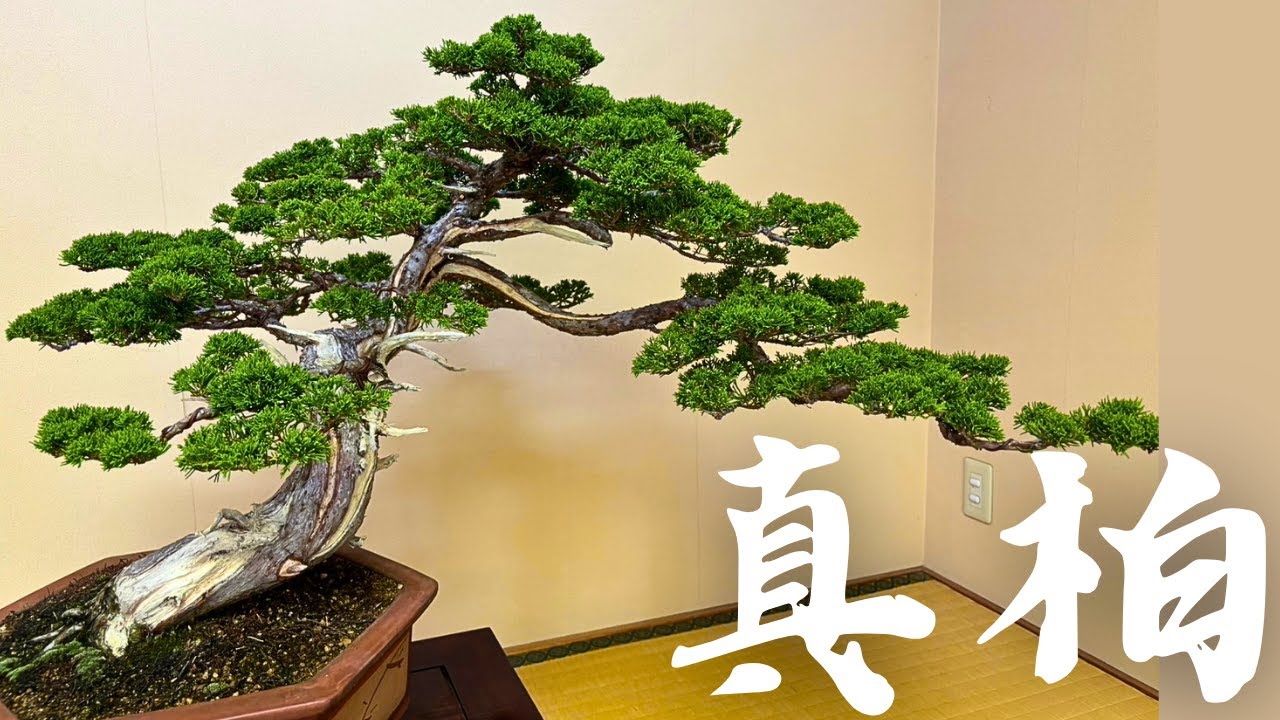 現在の姿【真柏】大胆な枝抜きによる整枝作業！改作して2年の思いを語る。