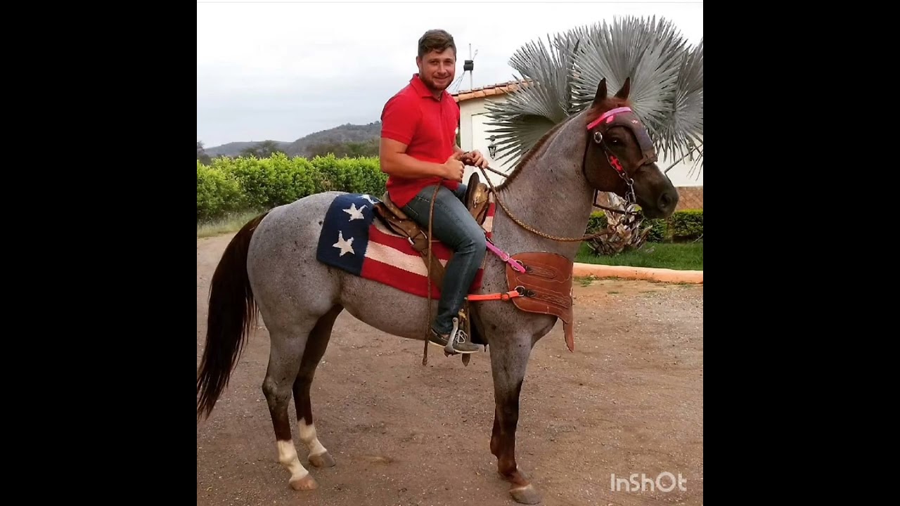 Ramón Blanco Jr. - Al Gran Equipo Royalty | Tributo Llanero 🎻🐎