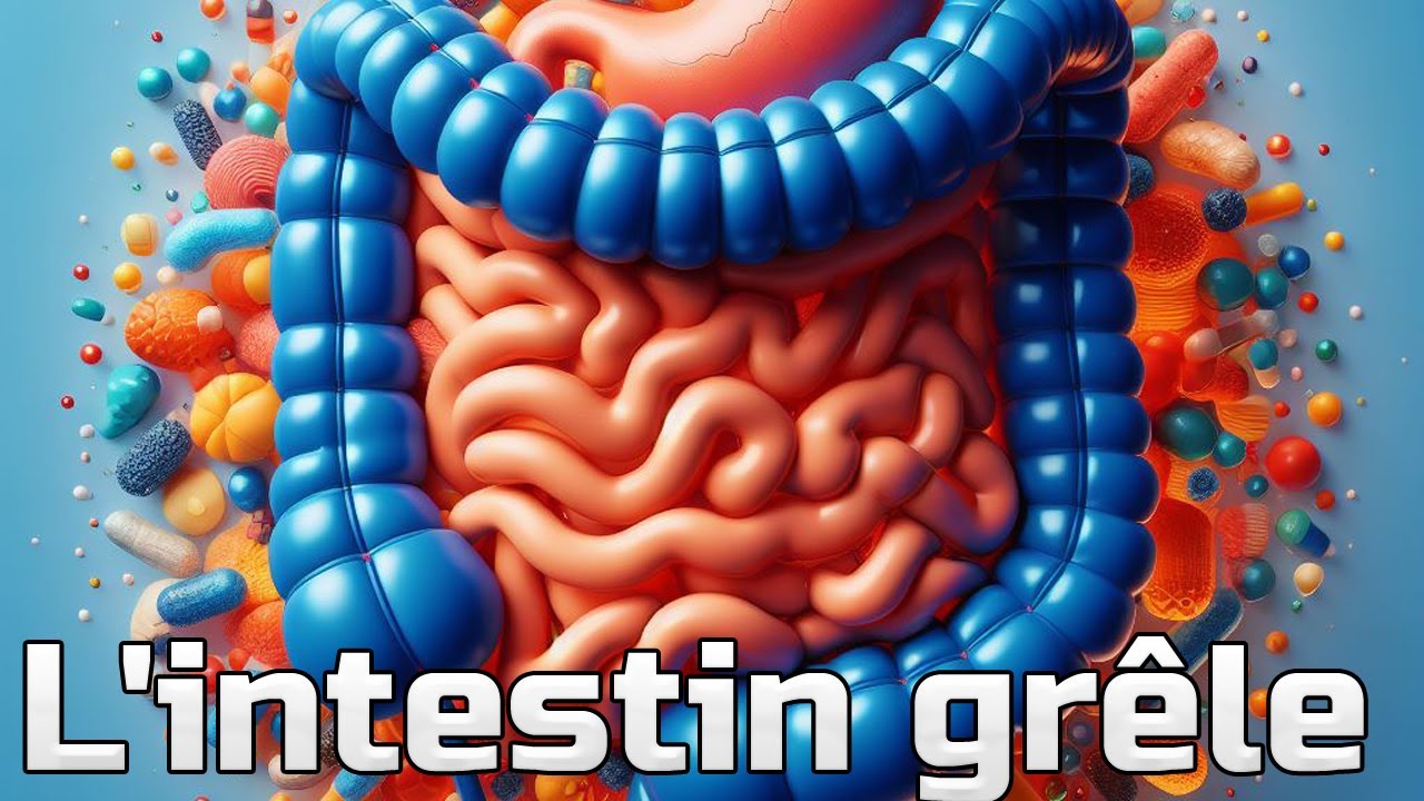 L'intestin grêle : TOUT COMPRENDRE - CM#20
