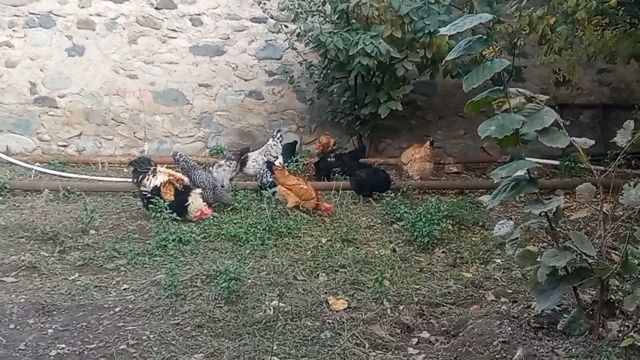 Toyuqlar Yumurta Vermirlərsə Nə Etmək Lazımdır Toyuqlar Yaxşı Yumurtasın ❗