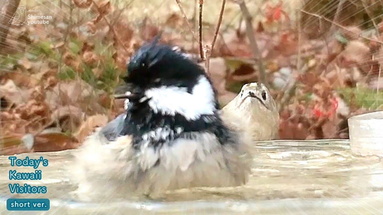 うしろで水浴び見ているキクイタダキ、おめめまんまるめちゃかわいい！