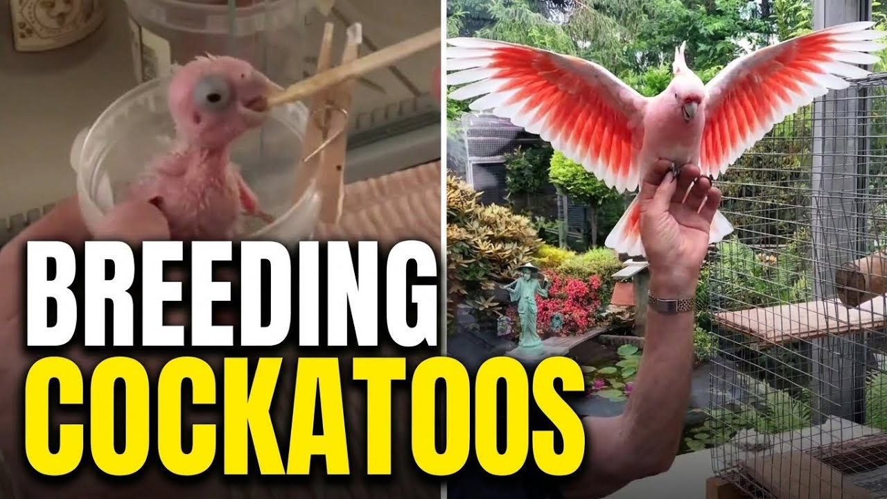 Cockatoo Breeder Aviary Tour | Major Mitchell & Galah Cockatoos