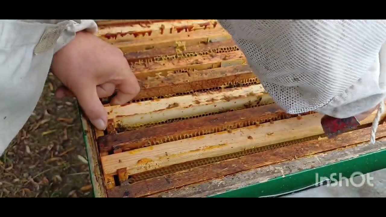 Albine în septembrie