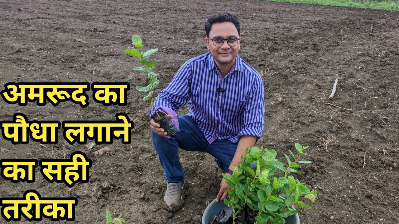 पौधा लगाने का सही तरीका। Amrood ka paudha kaise lagate hain