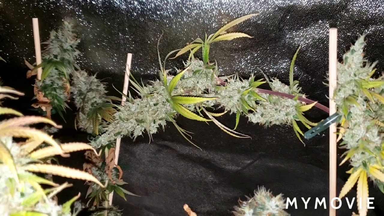 Harvesting The 5x5 Grow - 4 Plants - 3 Strains