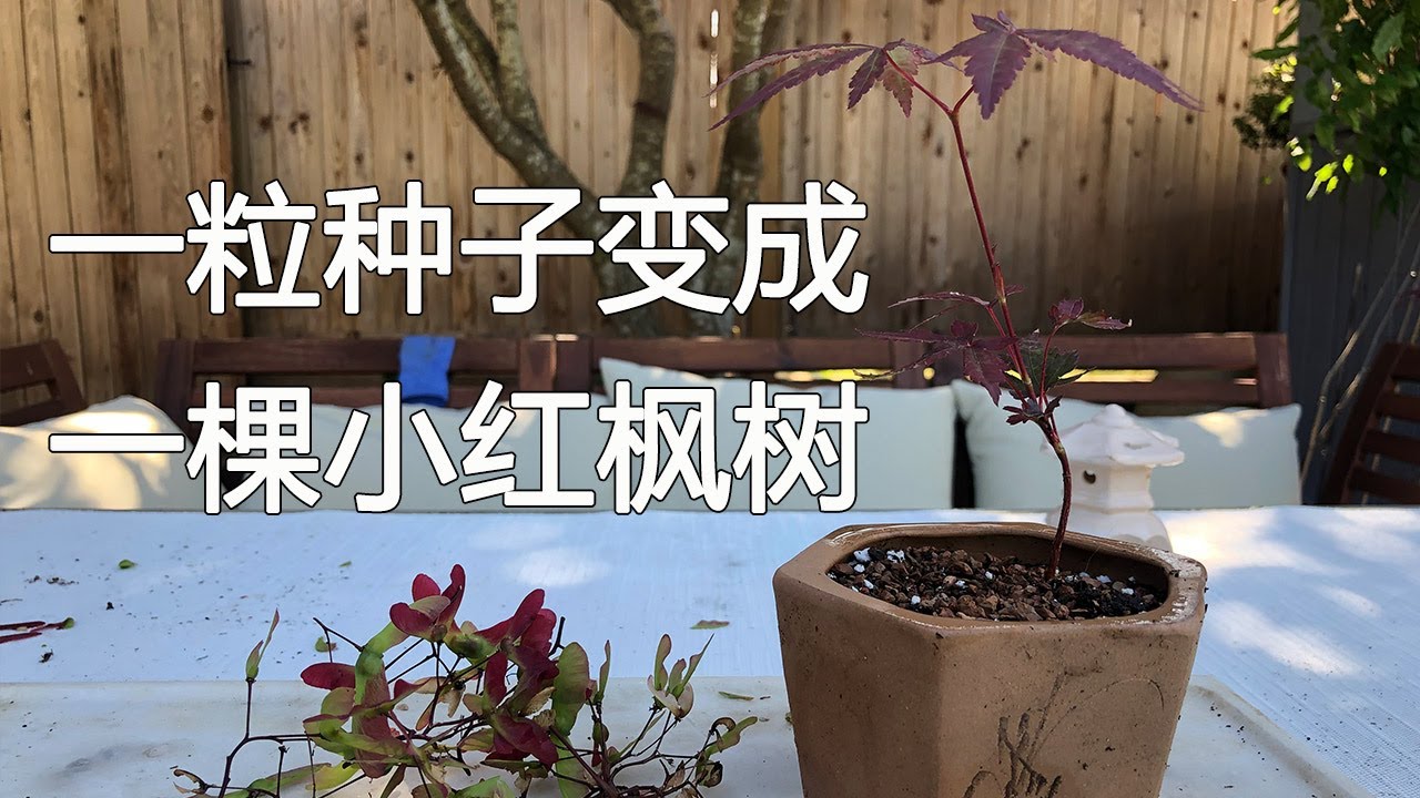 从一粒种子变成一棵小红枫树的过程揭秘 Turn a seed to Red Maple Tree