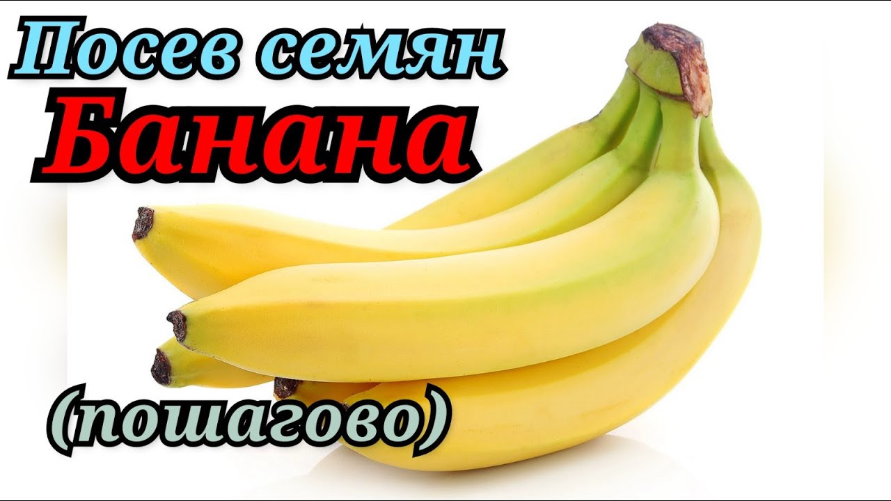 Экзотические фрукты в домашних условиях.Посев семян банана (пошагово). СТИХиЯ