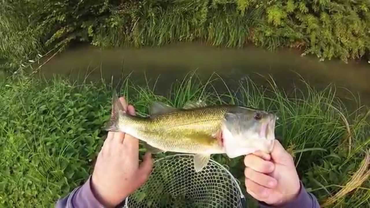 Street foss fishing autunnale, bass, carpe e grosse scardole