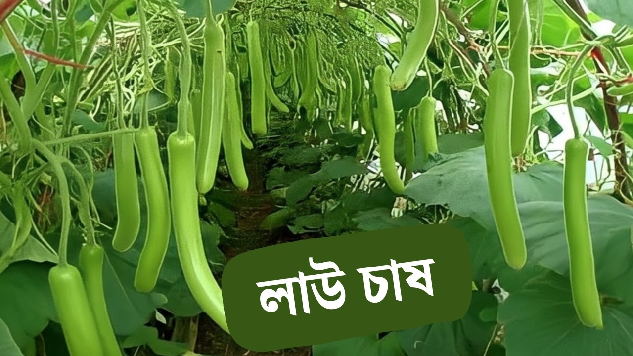 লাউ চাষের নতুন প্রযুক্তি: ড্রিপ ইরিগেশন ও মালচিং | সঠিক সারের প্রয়োগ ও পরিচর্যা।