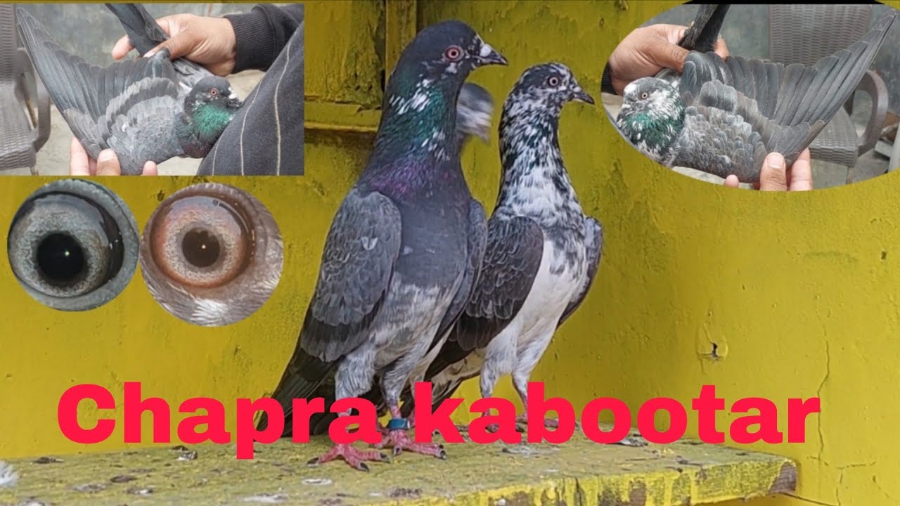 03244753622  kabutar Golden kabutar available bacche available 