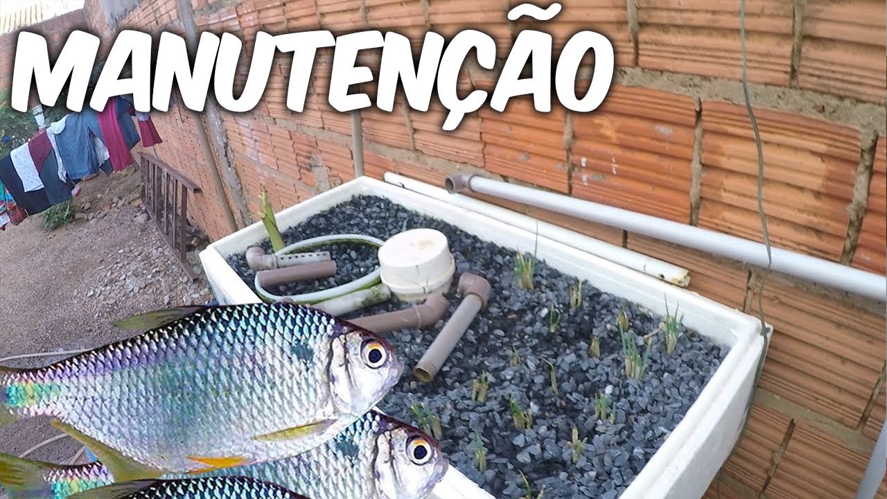 MANUTENÇÃO LIMPANDO O ESPAÇO DOS PEIXES?