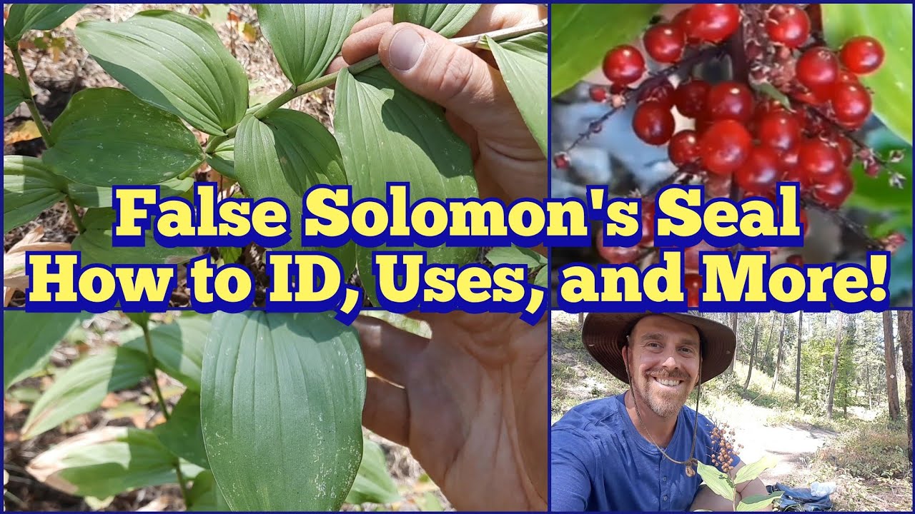 False Solomon's Seal - Identification, Description, Edible and Medicinal Uses