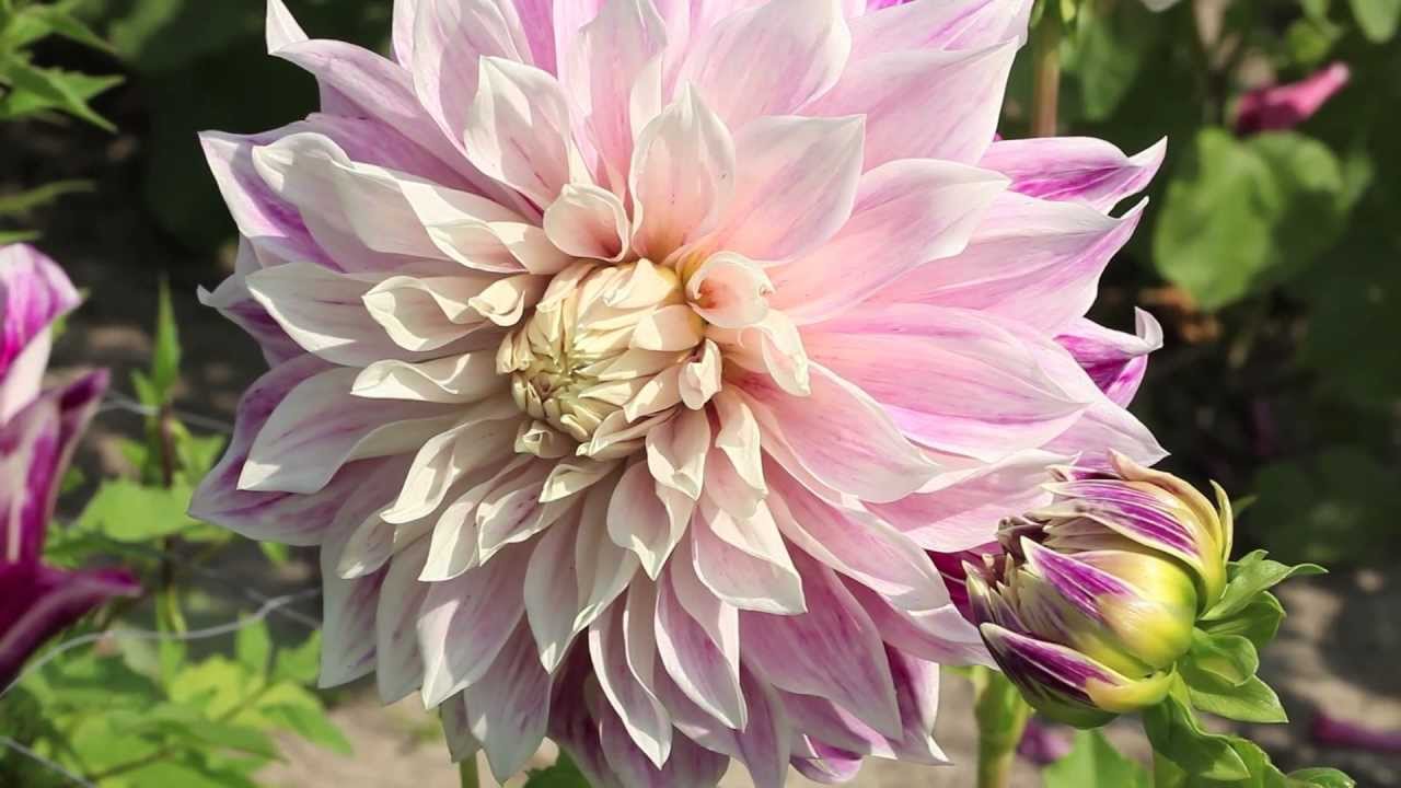 Dahlia