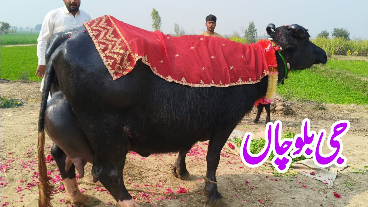 شاہدعلی بلوچ601گ ب{ 04عدد بھینسیں فروخت}10فروری Top Class Pure Neli Buffalo For Sale on Eitfaaq Tv 