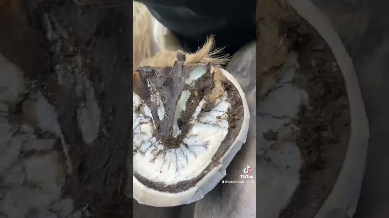Satisfying barefoot trim - part 2 #asmr #shorts #samdracottfarrier