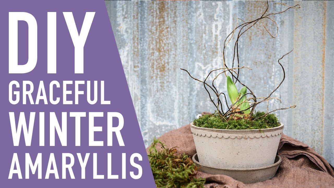 DIY Graceful Winter Amaryllis Planter || West Coast Gardens
