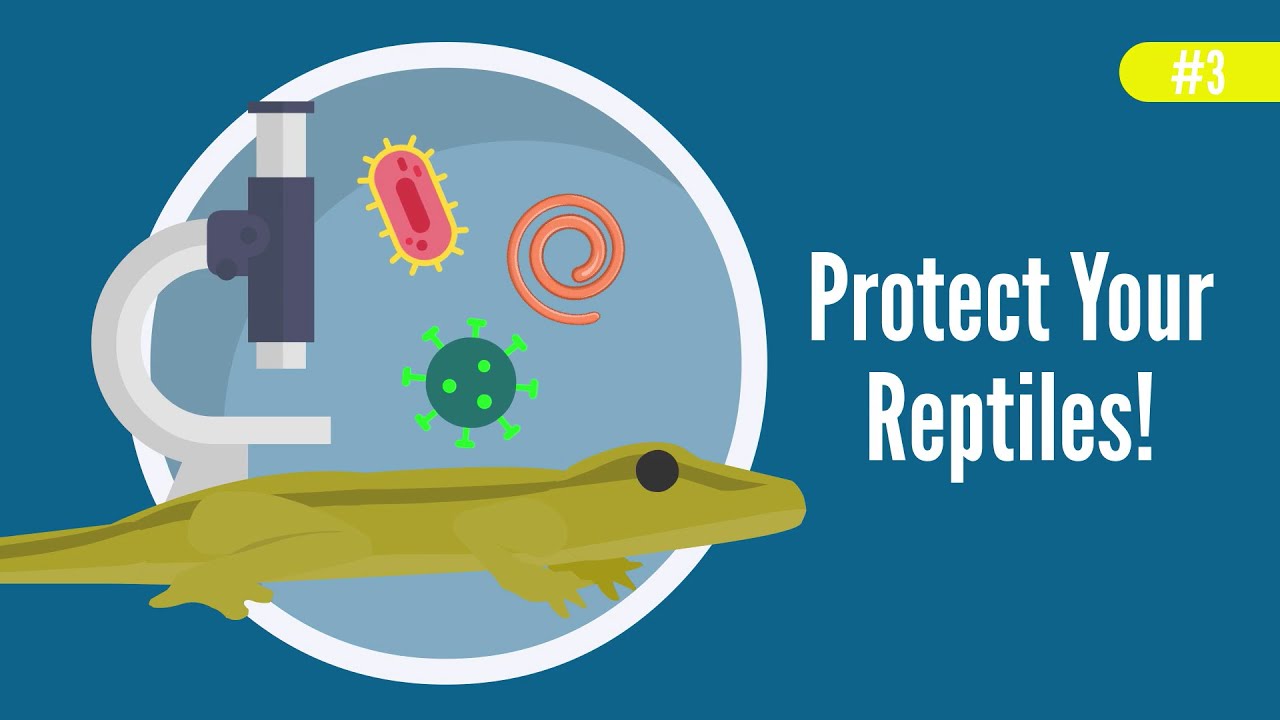 Reptile Parasites - Symptoms, Treatment & How To Avoid Them