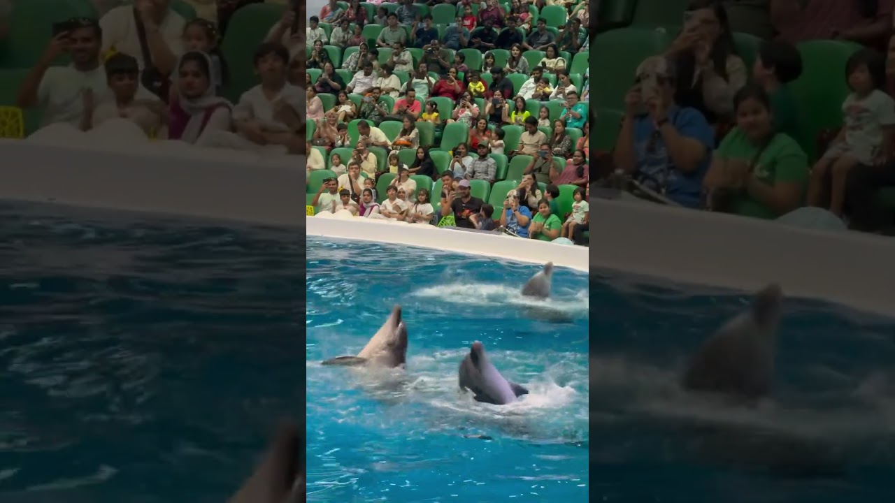 #dubaidolphinarium #dubai #travel #love #fun #enjoy #amazing #viral #youtubeshorts