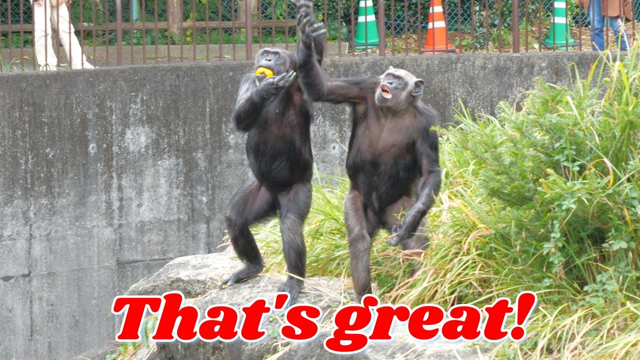 ジュン、チコ、チェリーの日本最高の採食エンリッチメントJapan's best feeding enrichment for Jun, Chiko, Cherry　浜松市動物園チンパンジー202311