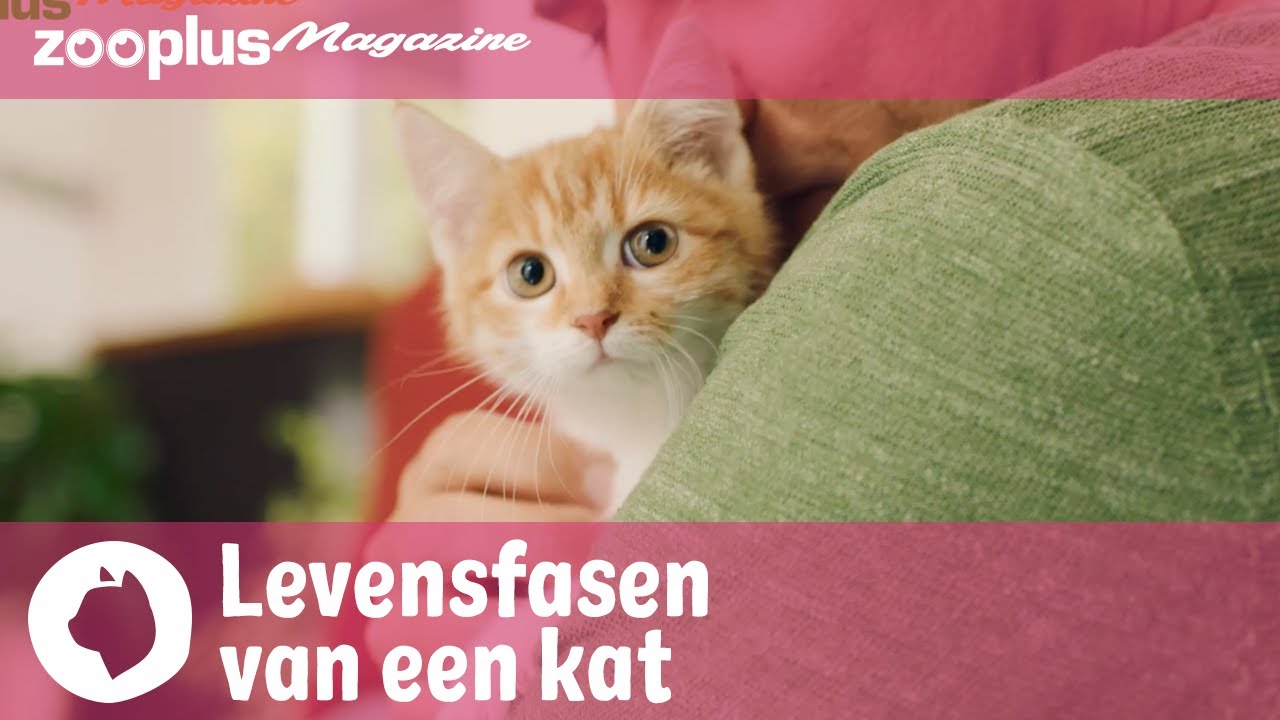 Van kitten tot senior: levensfasen van een kat