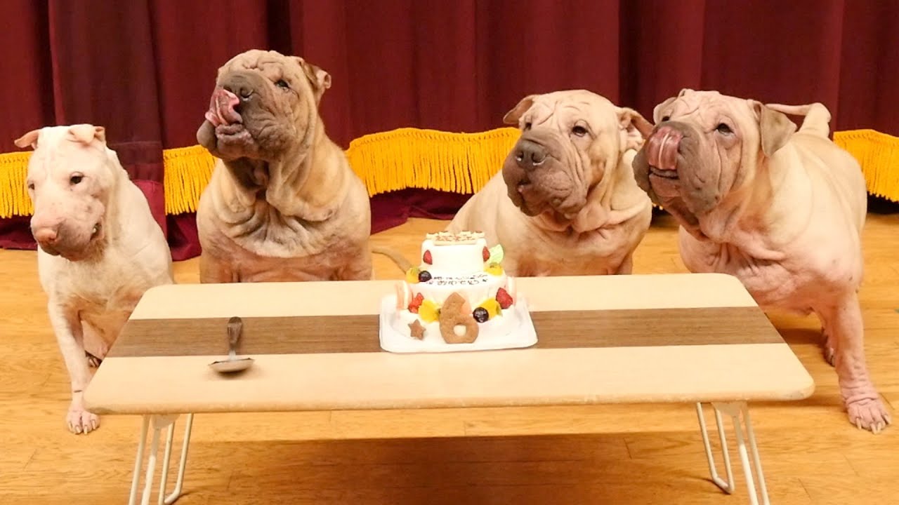 いうこと聞かないブチャ犬の前にケーキを置いて上手に写真を撮るチャレンジ！