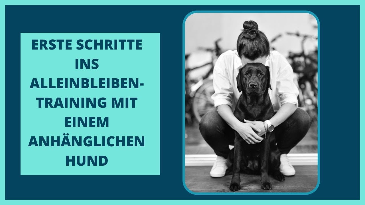 Erste Schritte ins Alleinbleiben-Training mit einem anhänglichen Hund