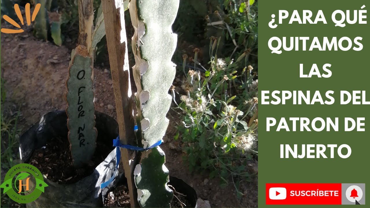 🌵 ¡INCREÍBLE! TÉCNICA PARA QUITAR ESPINAS DEL PATRÓN DE INJERTO DE PITAHAYA🌟