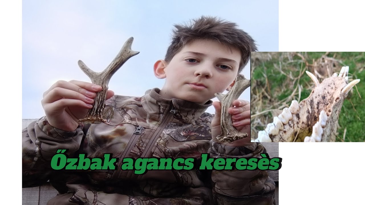 őzbak agancs keresès