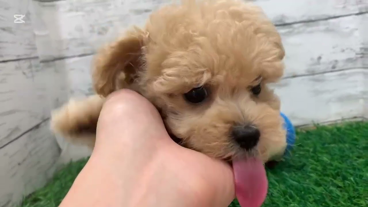マルプーちゃん