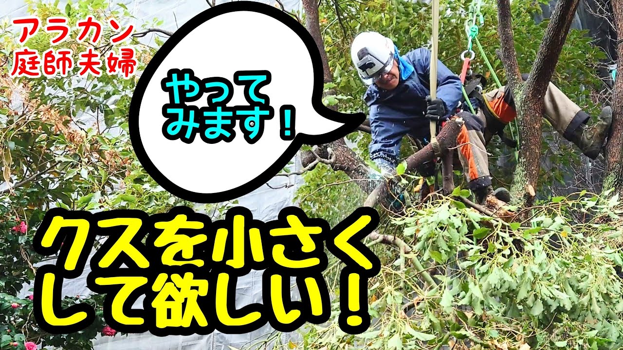 【吊るし切り】269 スリングで枝を吊るし切り。クス強剪定。