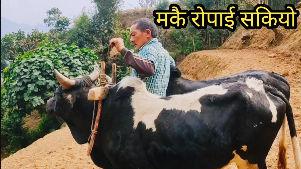 THE POWER OF KINDNESS- A VILLAGE STORY