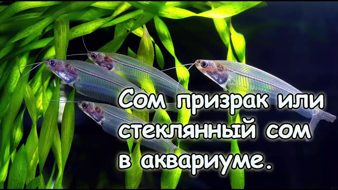Содержание стеклянного сома в неволе.