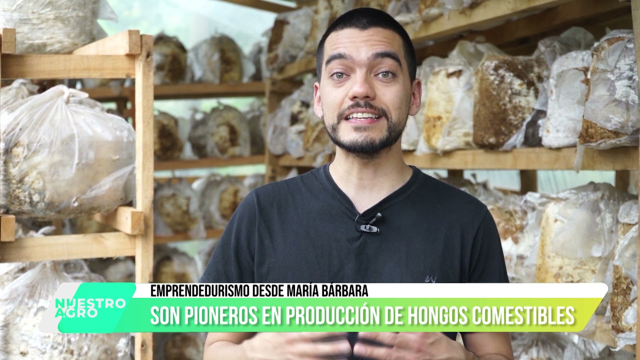 INFORME MARIA BARBARA PRODUCCION DE HONGOS PARTE II