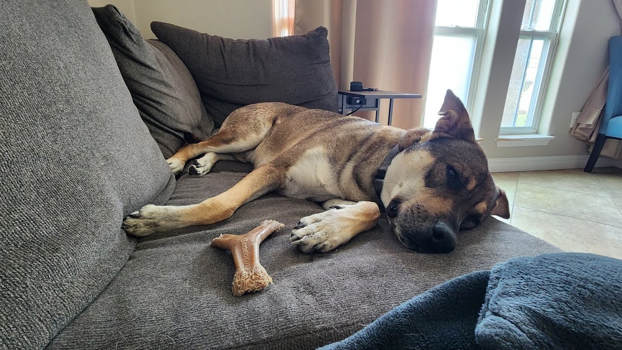 Gabriel Before and After | 2yo German Shepherd mix