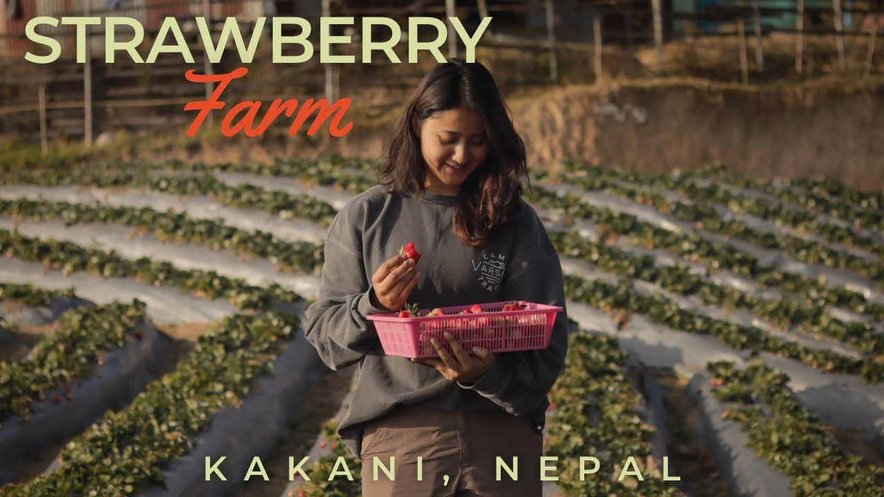 A day at Kakani’s Strawberry Farm | First-time Picking & Tasting ! NEPAL