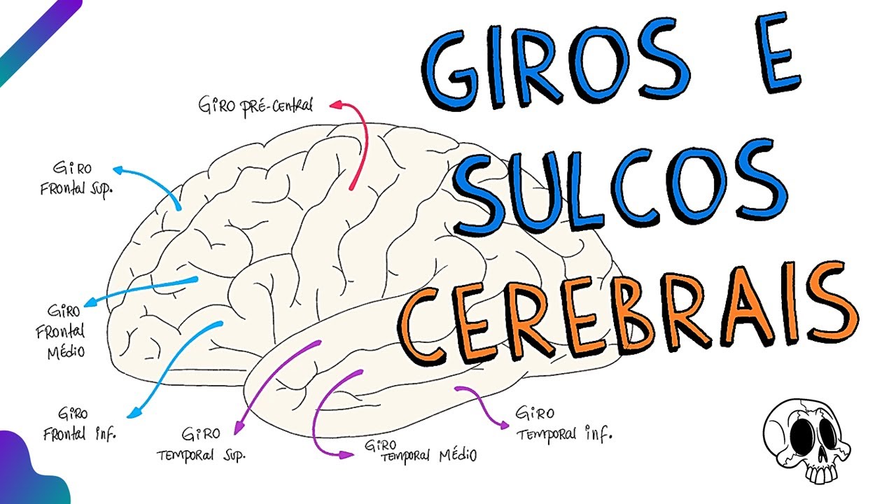 Giros e sulcos cerebrais