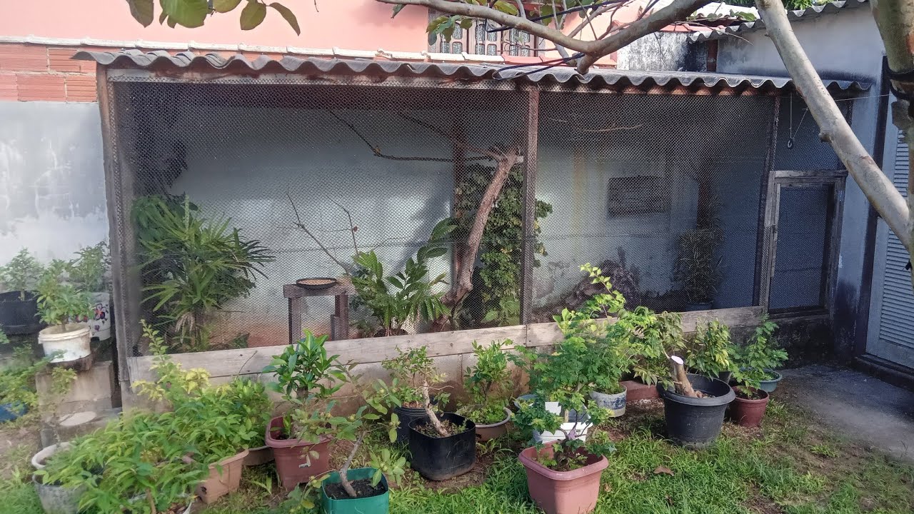 como eu faço pra pegar os pássaros dentro do viveiro